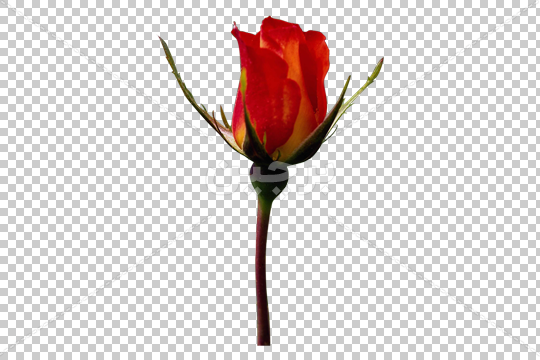 یک شاخه گل رز عکس رز قرمز Beautiful Roses Beautiful Flowers Flowers