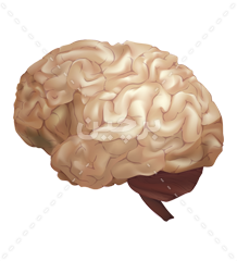 عکس گرافیکی مغز انسان