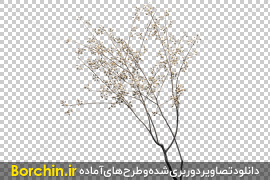 Borchin-ir-branch of a tree png image عکس PNG درخت و شاخه خشک شده۲