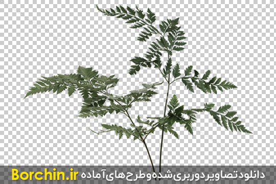 Borchin-ir-realistic tree in PNG format02 عکس PNG شاخ و برگ های گیاه۲