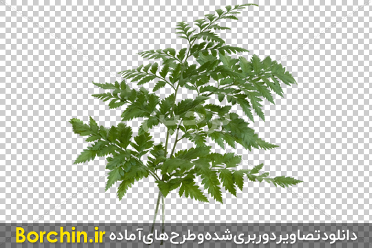 Borchin-ir-realistic tree in PNG format03 شاخه درخت بصورت دوربری شده۲