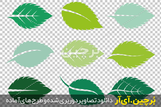 Borchin-ir-Mint leaves flat vector color icon مجموعه وکتور برگ گیاه png2