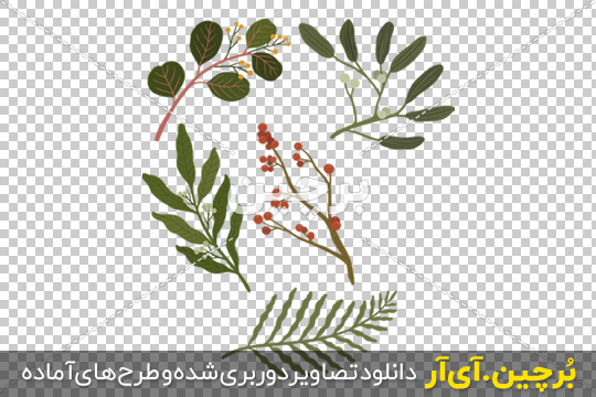 Borchin-ir-olive عکس گرافیکی شاخ و برگ گل و گیاه png