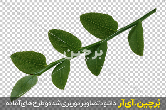 Borchin-ir- Green-Branch-PNG-Image شاخه با برگ های سبز پهن png