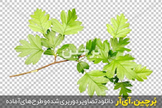 Borchin-ir- Green-Leaves-Of-Hawthorn-PNG-Image شاخه درخت زالزالک png2