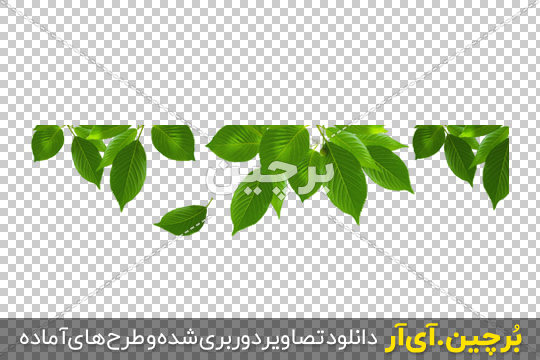 Borchin-ir- Green-Leaves-PNG-Image برگ های سبز png2