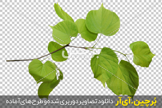 Borchin-ir- Linden-Tree-Leaves-PNG-Image شاخه درخت با برگ های جوان و پهن۲