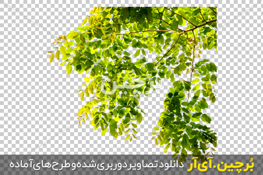 Borchin-ir-Acacia-Tree-PNG-Image عکس دوربری شده درخت Acacia با برگ های زیاد png