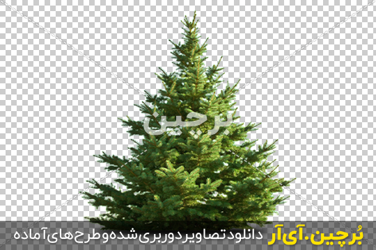 Borchin-ir-Chirtmas-Tree-PNG-Image درخت کاج کریسمس png2