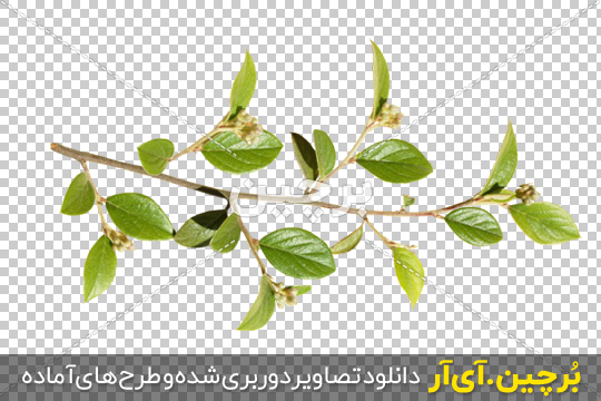 Borchin-ir-Cotoneaster-Leaf-PNG-Image شاخه و برگ گیاه Cotoneaster2