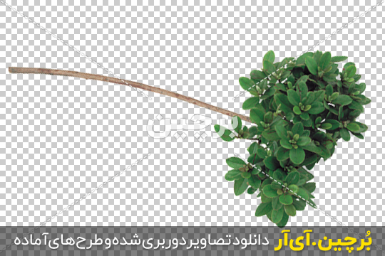 Borchin-ir-Green-Branch-plant-PNG-Photo گیاه با شاخه نازک و برگ های زیبا png2