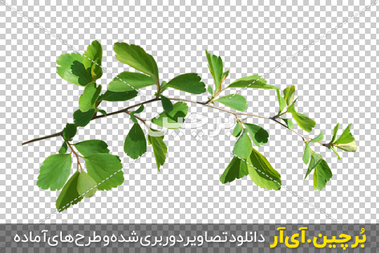 Borchin-ir-Green-Twig-Leaf-PNG-Image شاخه درخت png2