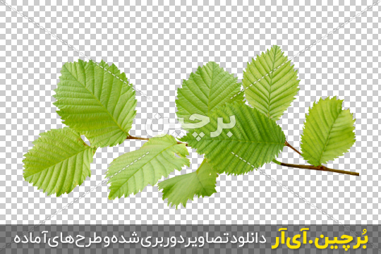 Borchin-ir-Hazelnut-Leaves-PNG-Image شاخه درخت فندق png2