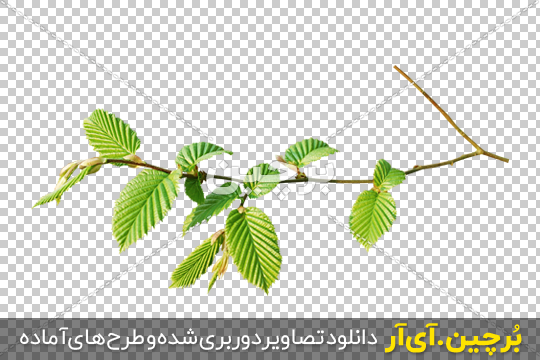 Borchin-ir-Hornbeam-Leaves-PNG-Image شاخه درخت با برگ های سبز png2