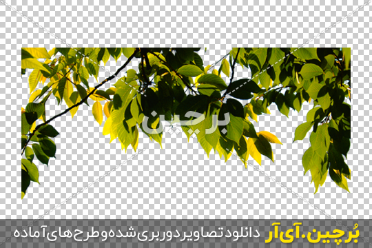 Borchin-ir-Light-Green-Leaves-PNG-Image عکس png برگ های سبز درخت۲