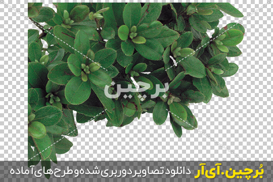 Borchin-ir-Manzanitas-Plant-PNG-Image گیاه Manzanitas با فرمت png2