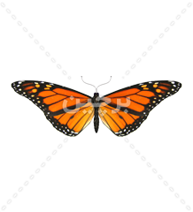 وکتور پروانه مونارک نارنجی