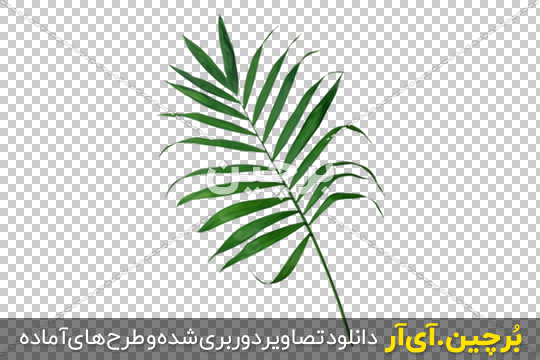 Borchin-ir- Palm-Leaf-PNG-Photo گیاه با برگ های سوزنی png