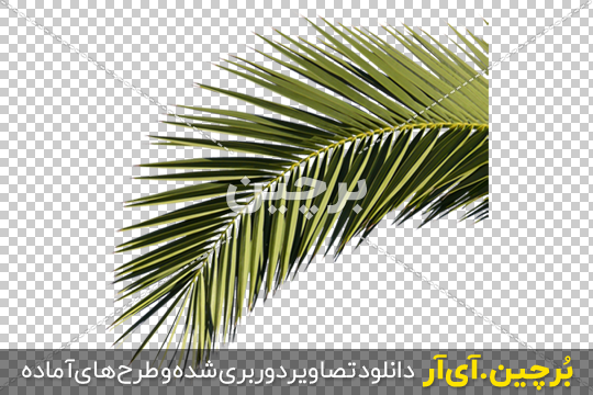 Borchin-ir- Palm-Tree-Leaves-PNG_Image برگ درخت پالم png2