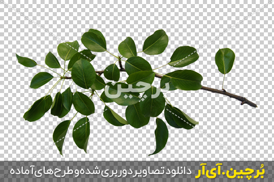 Borchin-ir-Pear-Tree-Leaves شاخه و برگ های درخت گلابی png