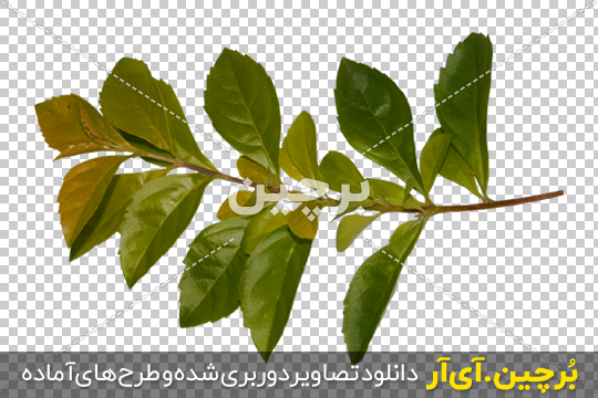 Borchin-ir-Plant-Branch-PNG-Image شاخه درخت با برگ هی سبز و جوان۲