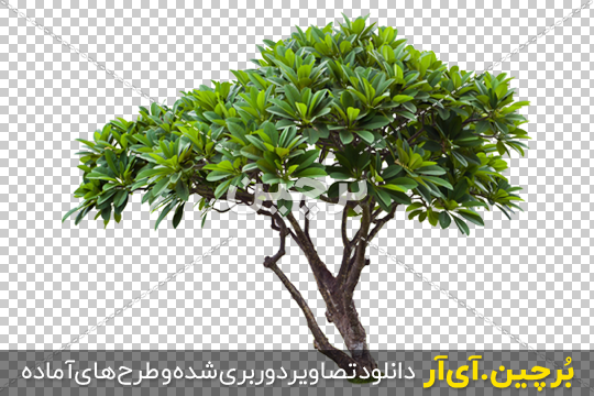 Borchin-ir- Plumeria-Tree-PNG-Image گیاه Plumeria بصورت دوربری۲