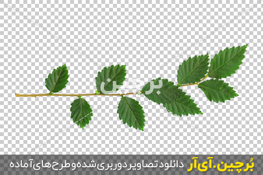 Borchin-ir- Ulmus-Leaves-PNG-Image شاخه درخت با برگ های سبز بصورت دوربری شده۲