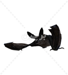 عکس خفاش از نمای نزدیک png
