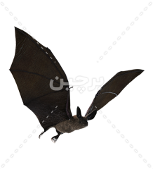 عکس خفاش سیاه