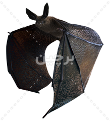 عکس واقعی خفاش در حال بال زدن و پرواز در شب