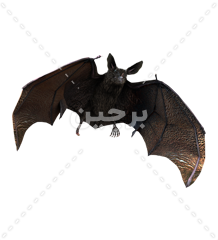 عکس خفاش سیاه و زشت با بال های بزرگ png