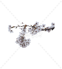 شکوفه درخت آلبالو png