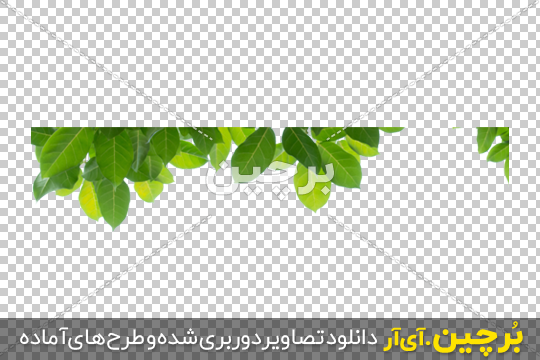 Borchin-ir-Green-Leaves-in-Corner-PNG-Image-06 برگ درختان png2