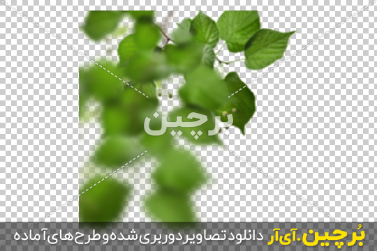 Borchin-ir-Green-Leaves-in-Corner-PNG-Image-14 برگ گیاه مناسب برای طراحی گرافیک۲