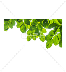 عکس برگ های پهن و سبز درخت مناسب طراحی گرافیک