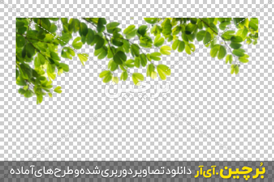 Borchin-ir-Green-Leaves-on-Top-PNG-Image-05 طرح های متنوع شاخ و برگ درختان برای طراحی پوستر تبلیغاتی png