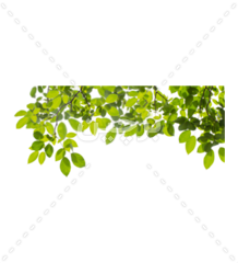 مجموعه طرح های لایه باز شاخ و برگ سبز درخت بصورت محو شده برای طراحی پوستر