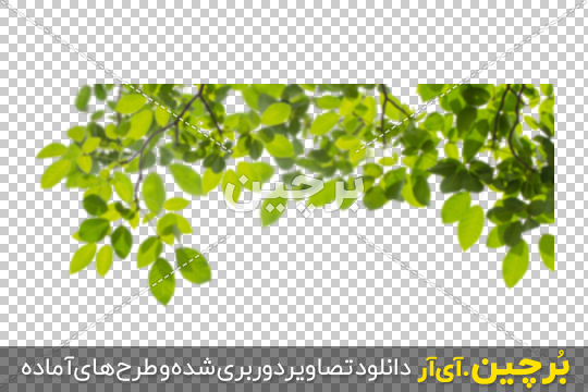 Borchin-ir-Green-Leaves-on-Top-PNG-Image-09 مجموعه طرح های لایه باز شاخ و برگ سبز درخت بصورت محو شدهبرای طراحی پوستر۲