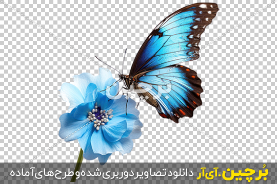 دانلود عکس png پروانه مورفوی آبی روی گل آبی | بُرچین – تصاویر دوربری ...